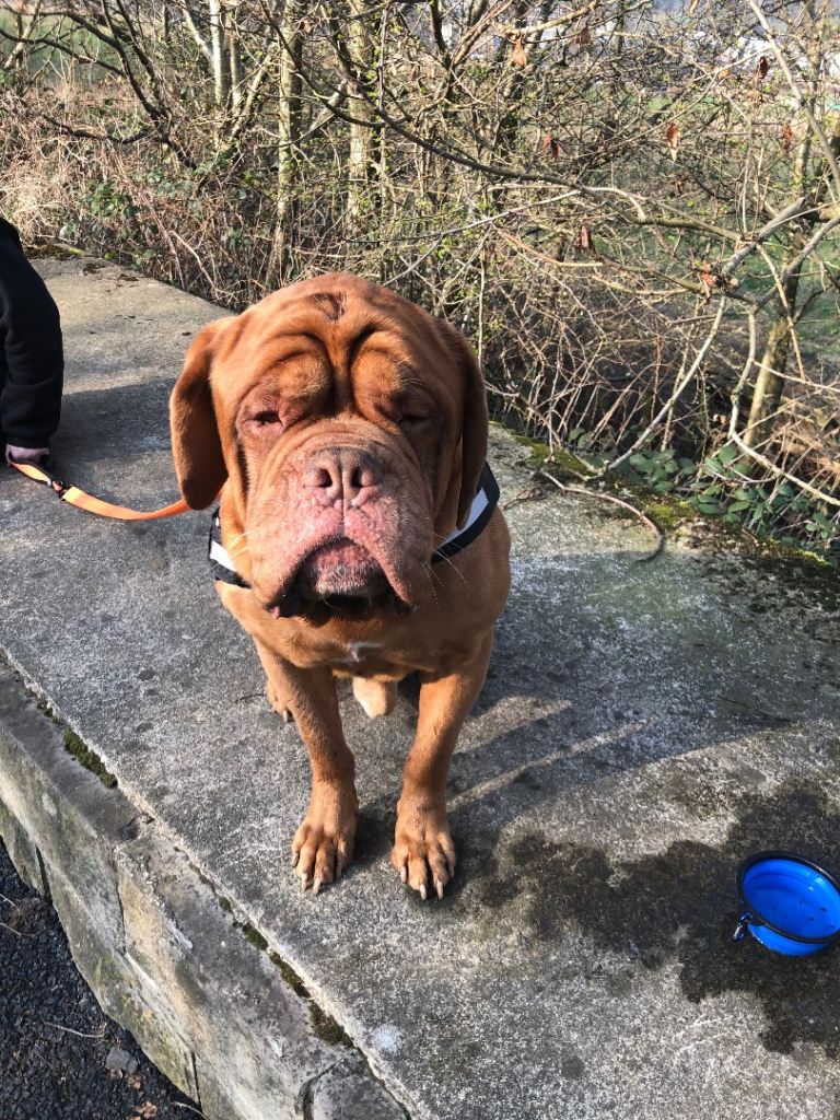 Dogue de bordeaux