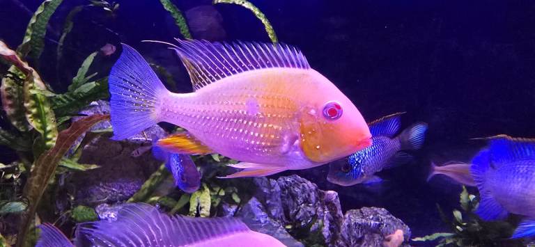 2 albino threadfin geophagus 3 Oscars 