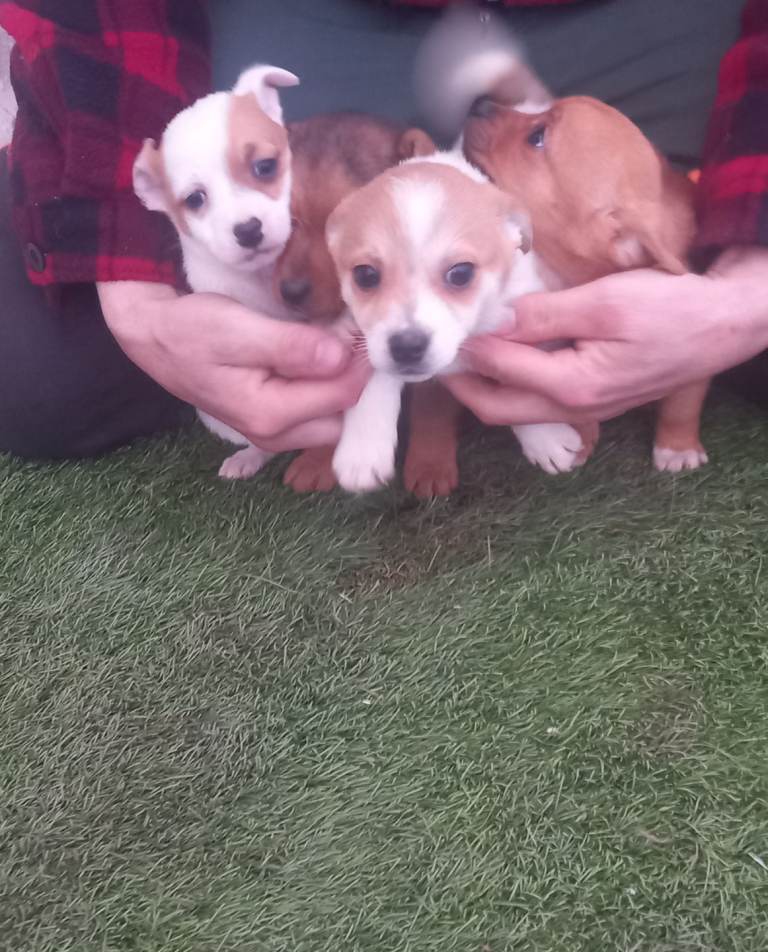Beautiful jack russell puppies 