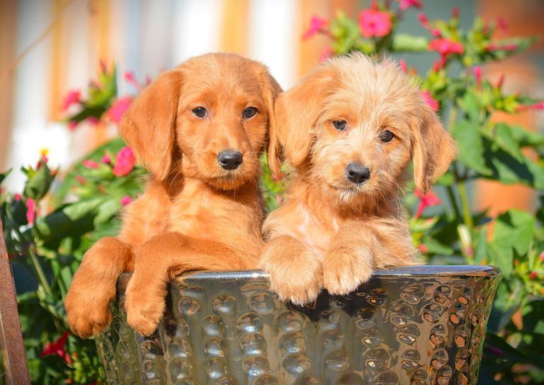 Beautiful Red Labradoodle puppies