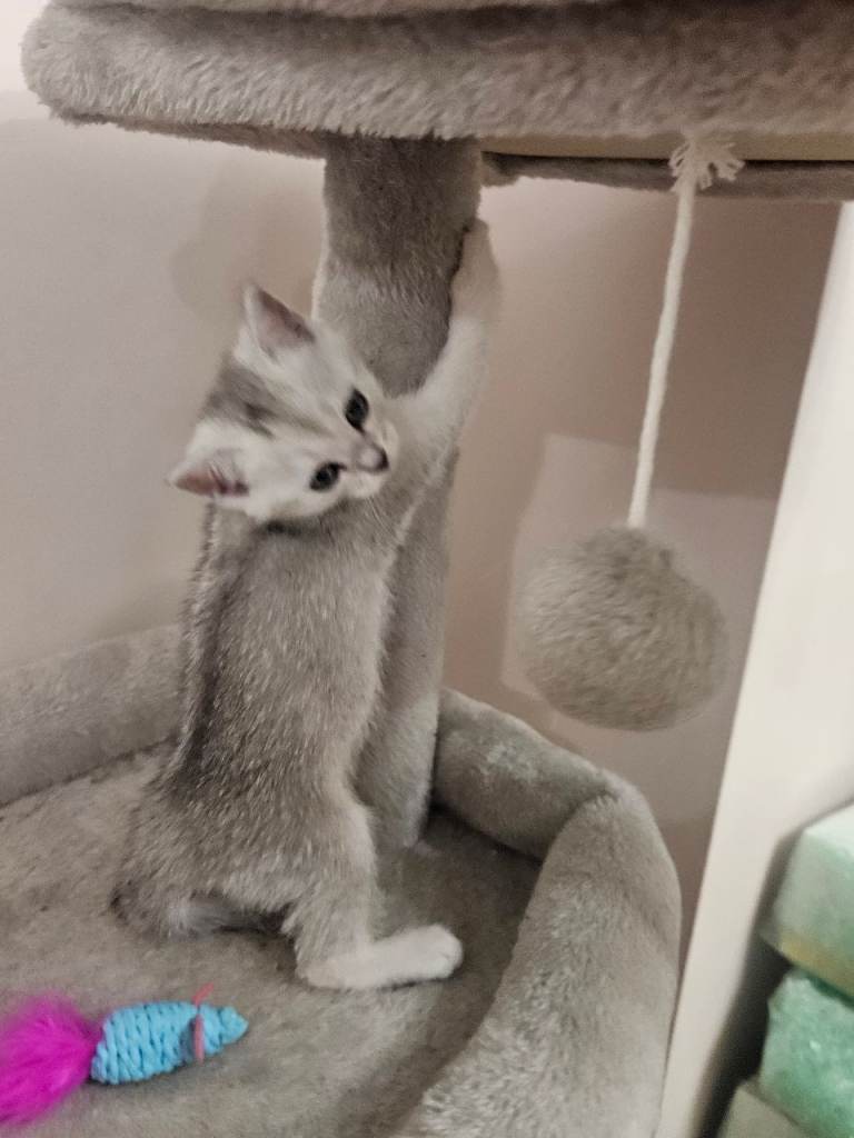 British shothair tabby kittens 