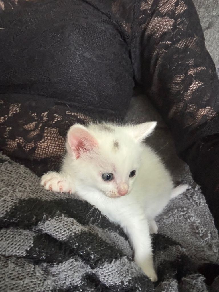 Kittens 