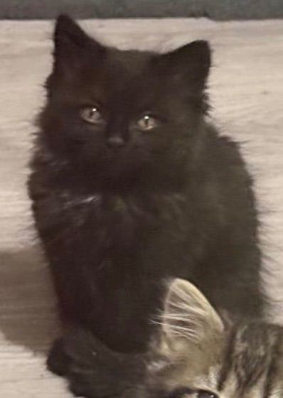 British Shorthair Mixed kittens for sale