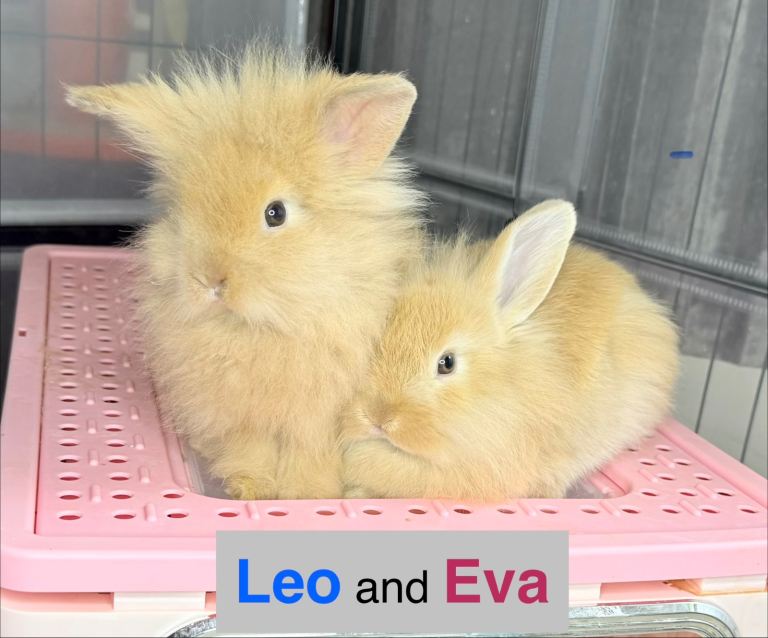 Double Maned Lionhead Babies 