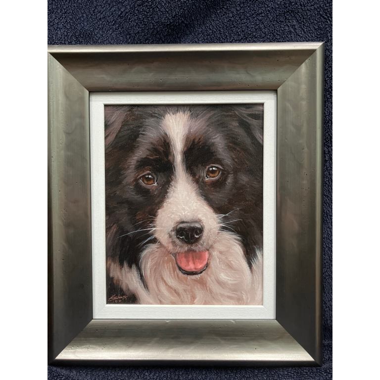 Border collie portrait 
