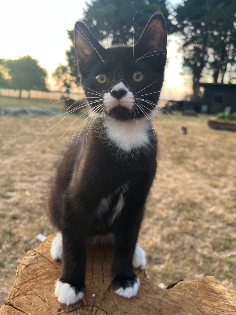 5 kittens for sale