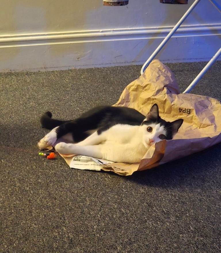 Beautiful cat for sale