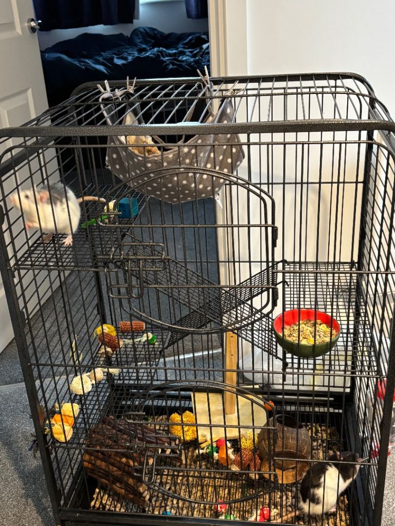 Tame rats and cage