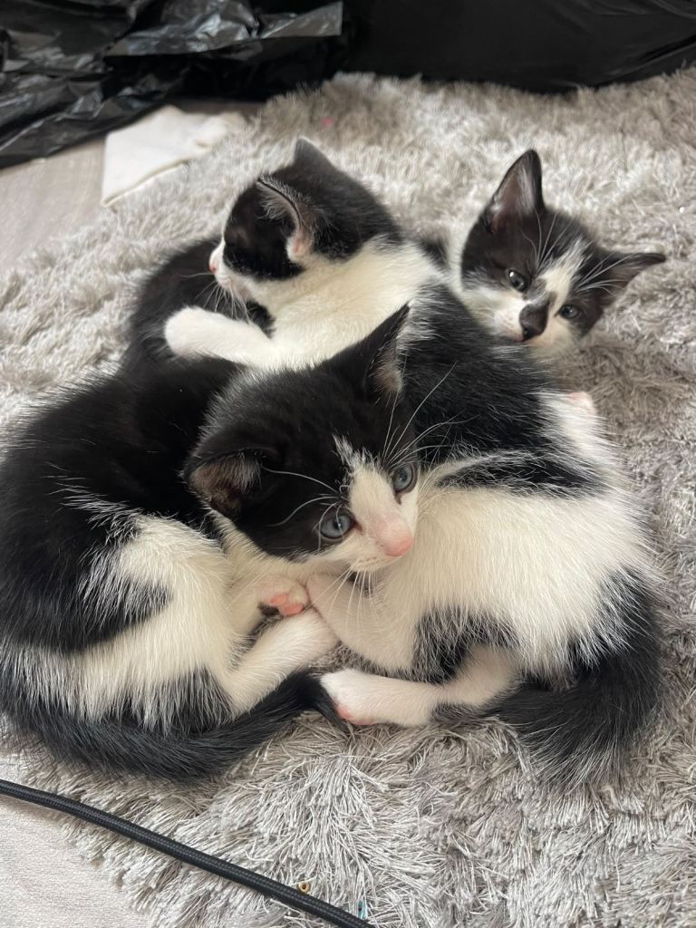 Adorable Black and White Kittens