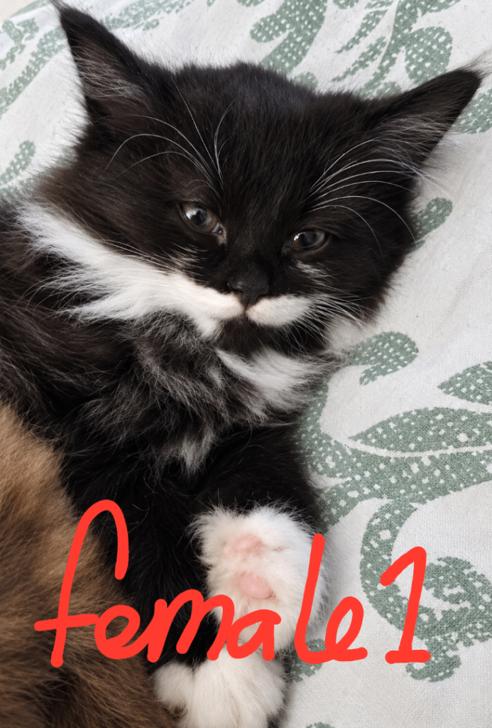 😍GORGEOUS SEMI-LONGHAIR CHANTILLY TIFFANY KITTENS