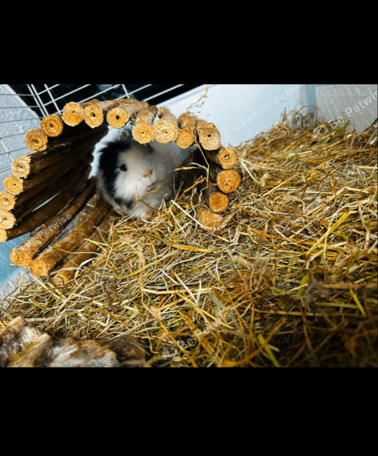 3 guinea pigs and cage 