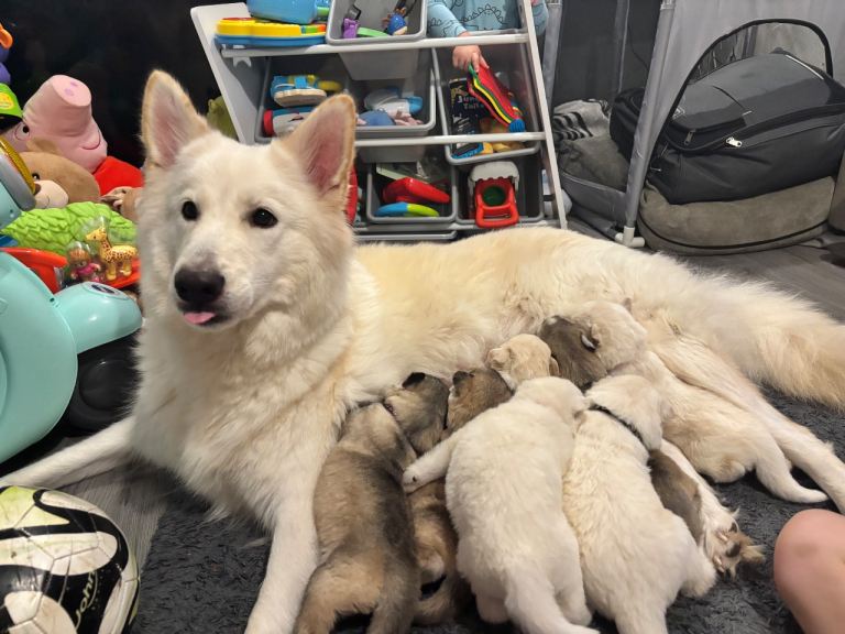 Husky puppies for sale 