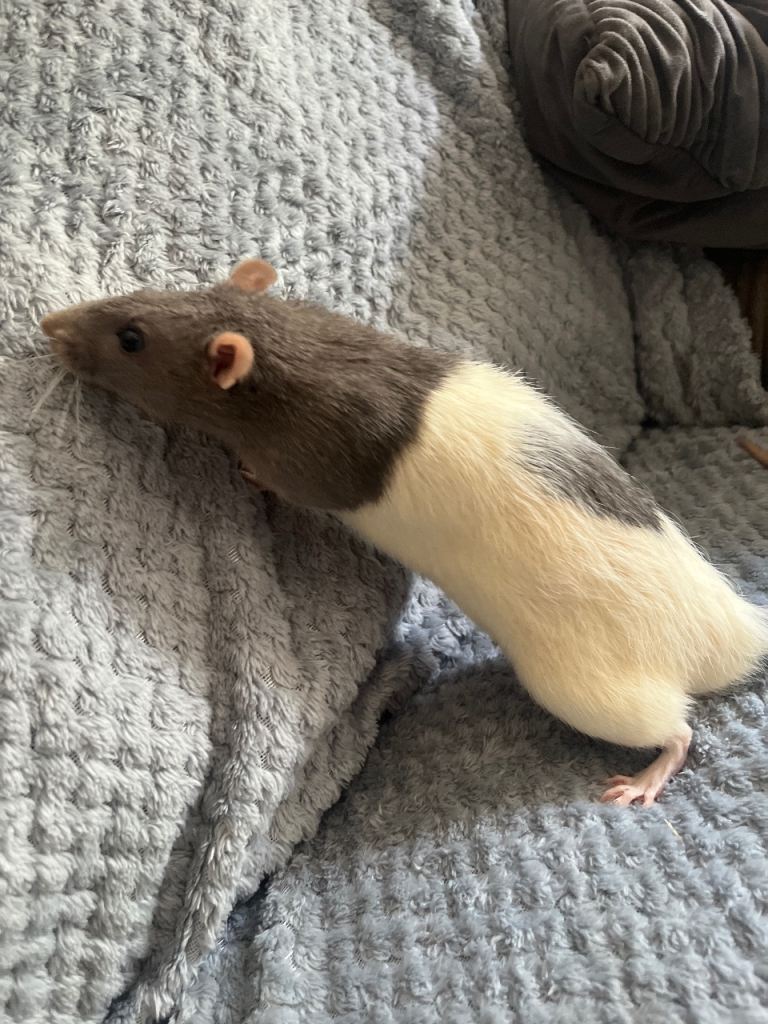 X2 male rats 
