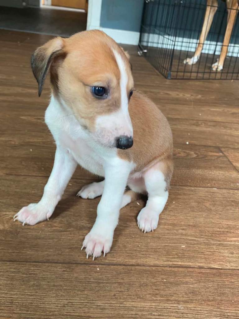 Lurcher pups 