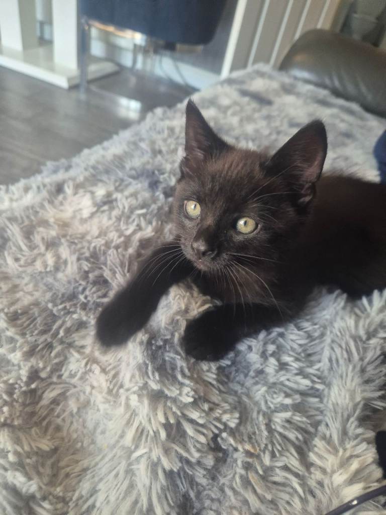 Beautiful little black fluffy kitten