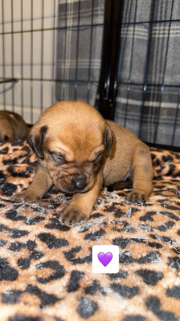 Rottweiler X Staffy Puppies