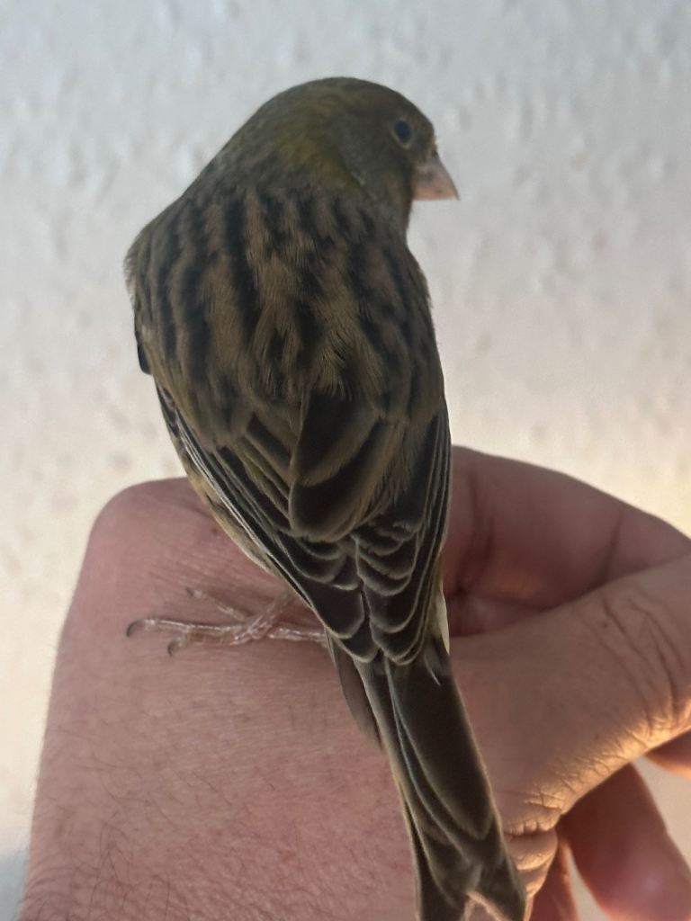 Fully tamed canary