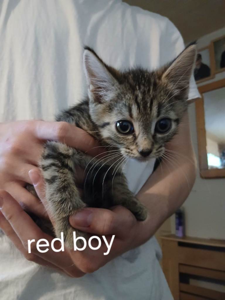 9 week old kittens