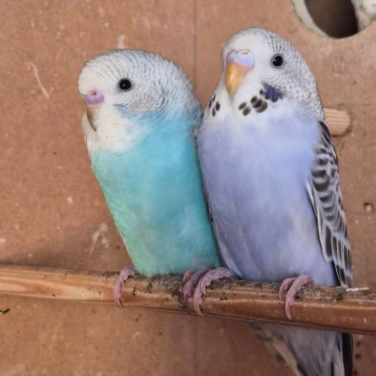 Baby budgies, 
