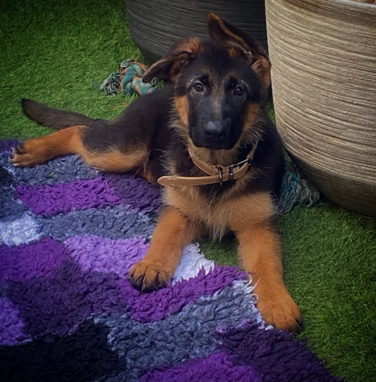 Beautiful German Shepherds