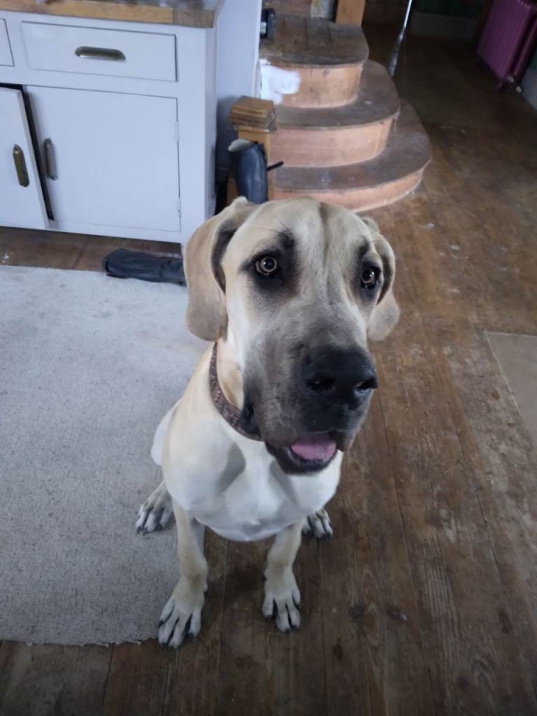 Greatdane male 