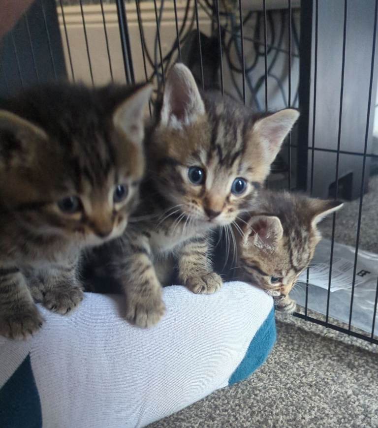 3 Adorable Kittens Ready For New Homes