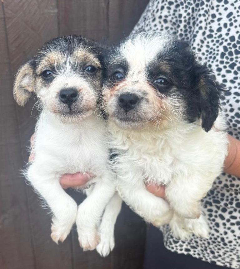 Beautiful bichion X Jack russle  pups 
