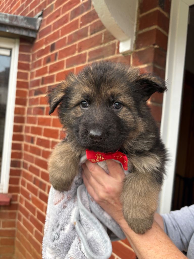 (2 boys remaining) Pure bred German Shepard puppies for sale 