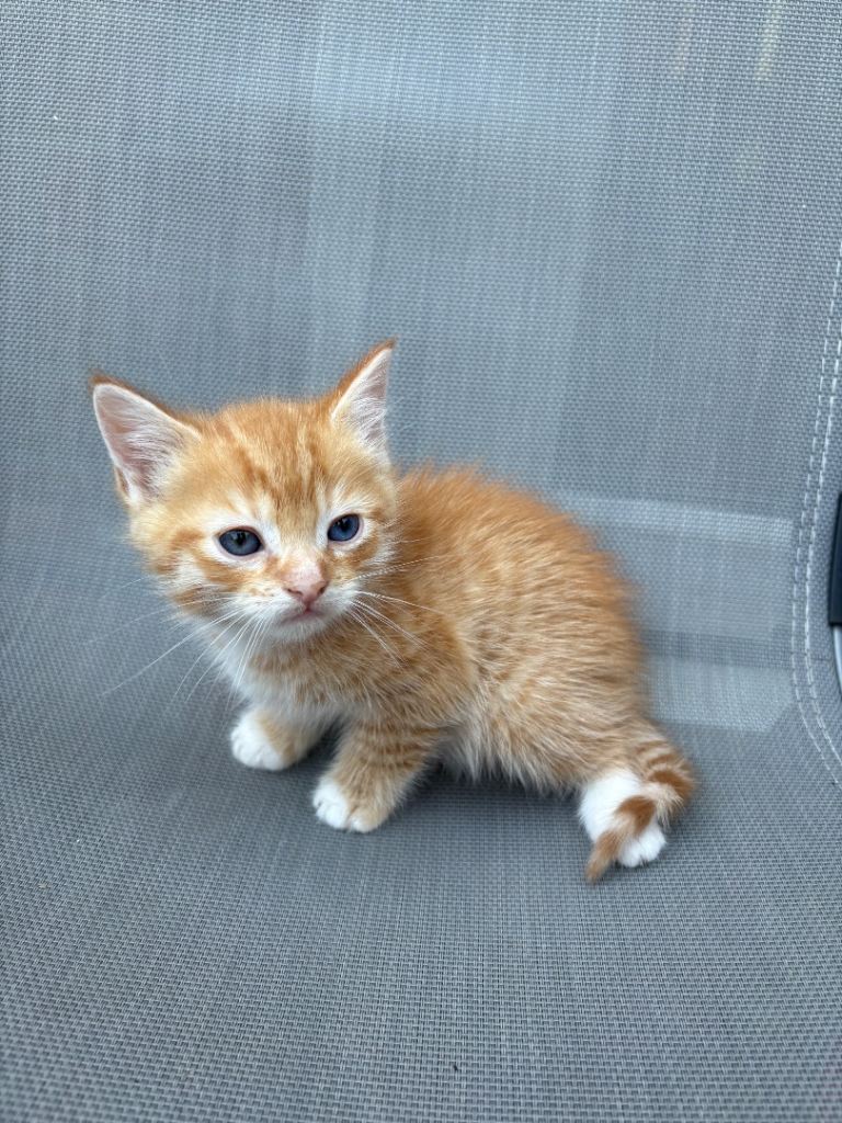 Tortie and ginger kittens for sale