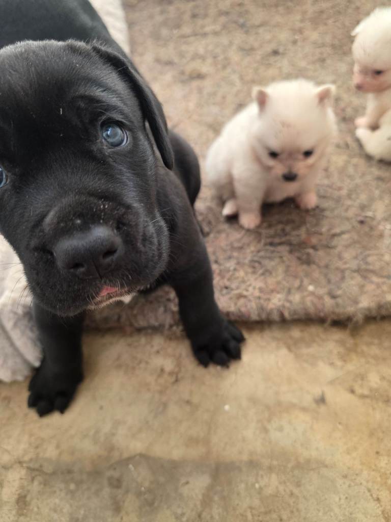 Big chunky male cane corso 