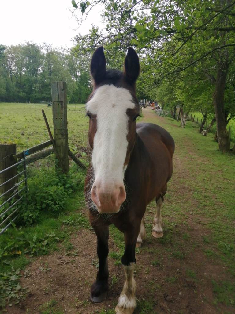 Experienced rider wanted 