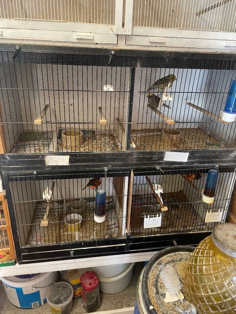 Bird cages 
