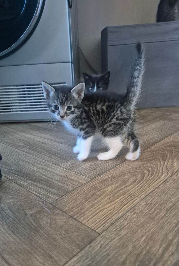 Tabby kittens / black and white kittens