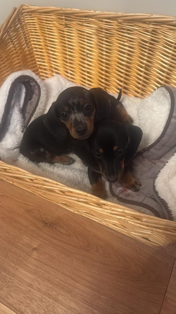 Miniature Dachshund