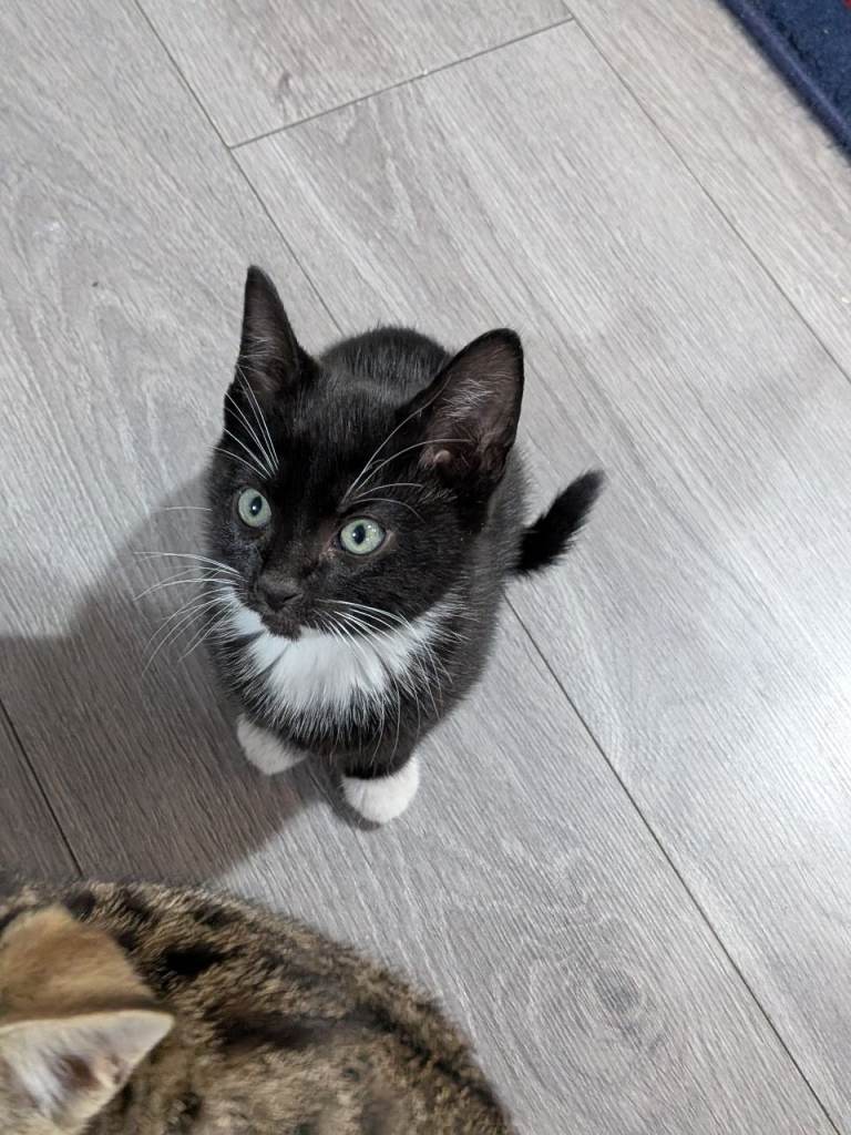 Mixed kittens for sale 