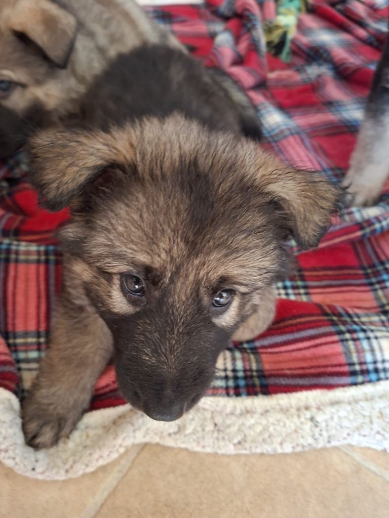 Beautiful straight back German Shepherd Puppies