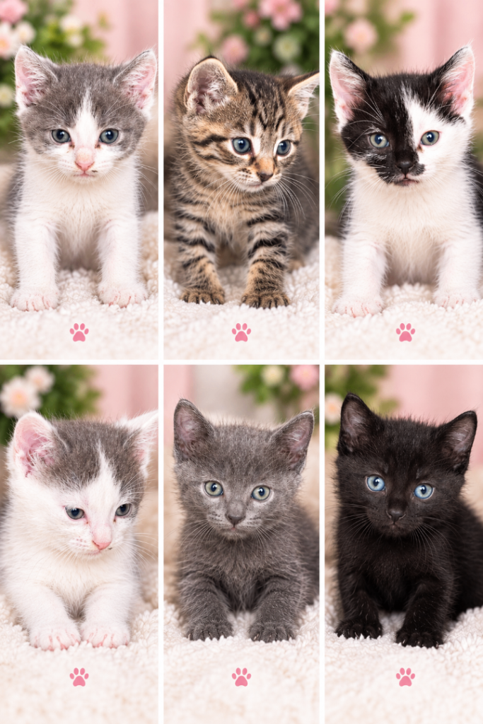 Adorable Kittens Ready for New Homes