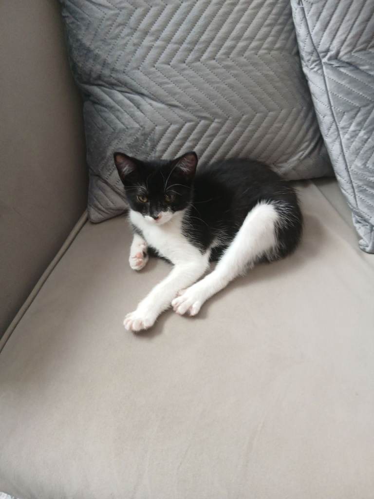 Kitten 