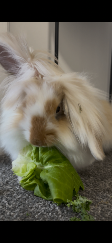 Male rabbit 