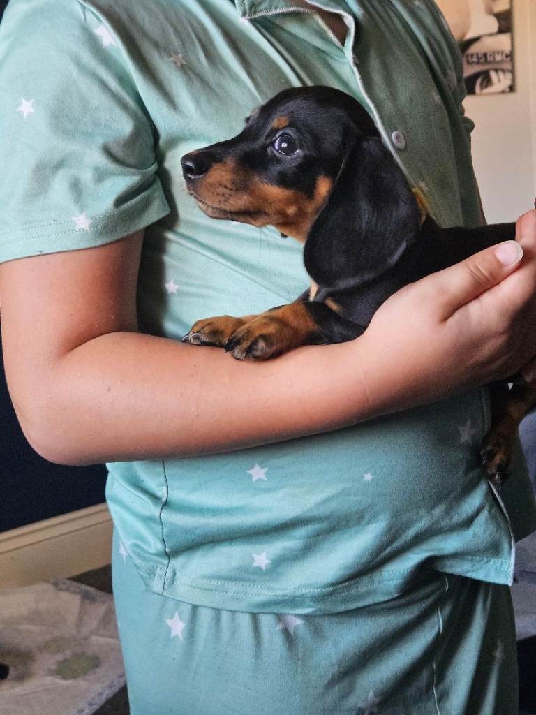Miniature black and tan Dachshund Puppies.  
