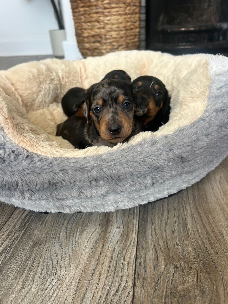 Miniature dachshund puppies 