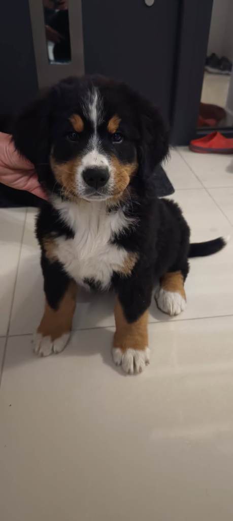 Bernese Mountain Dog