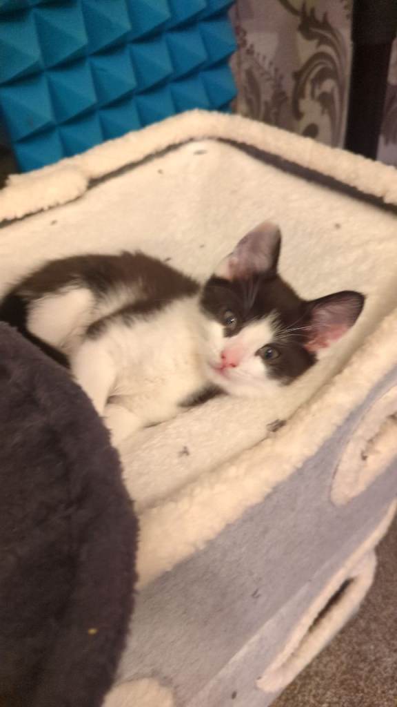 4 Beautiful Kittens Nearly Ready To Go