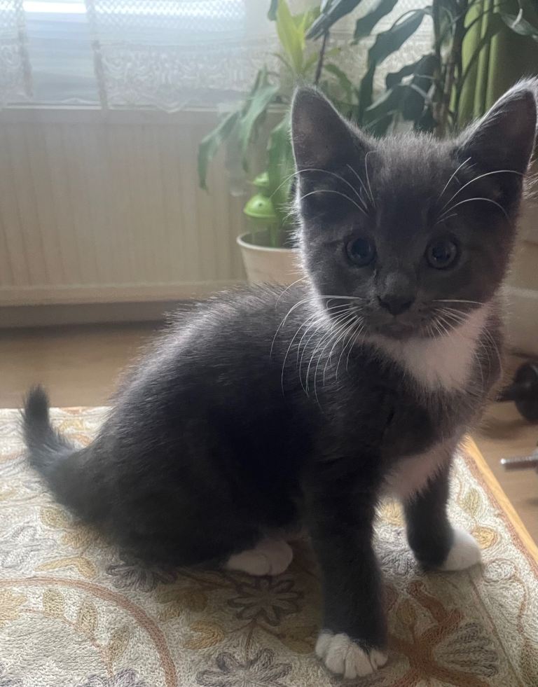 Kittens in West London