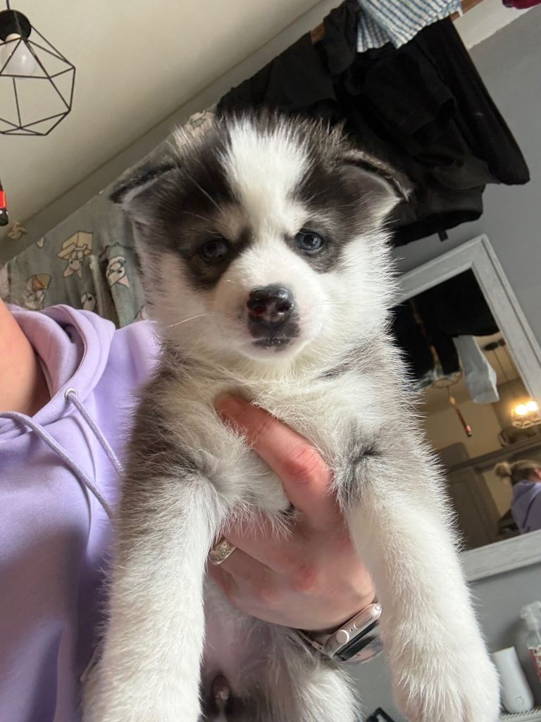 Pomsky puppy 1 girl left 