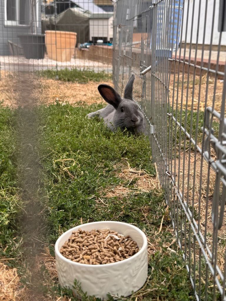 Rabbit 