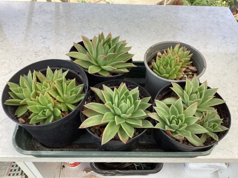 Indoor outdoor succulent cactus 
