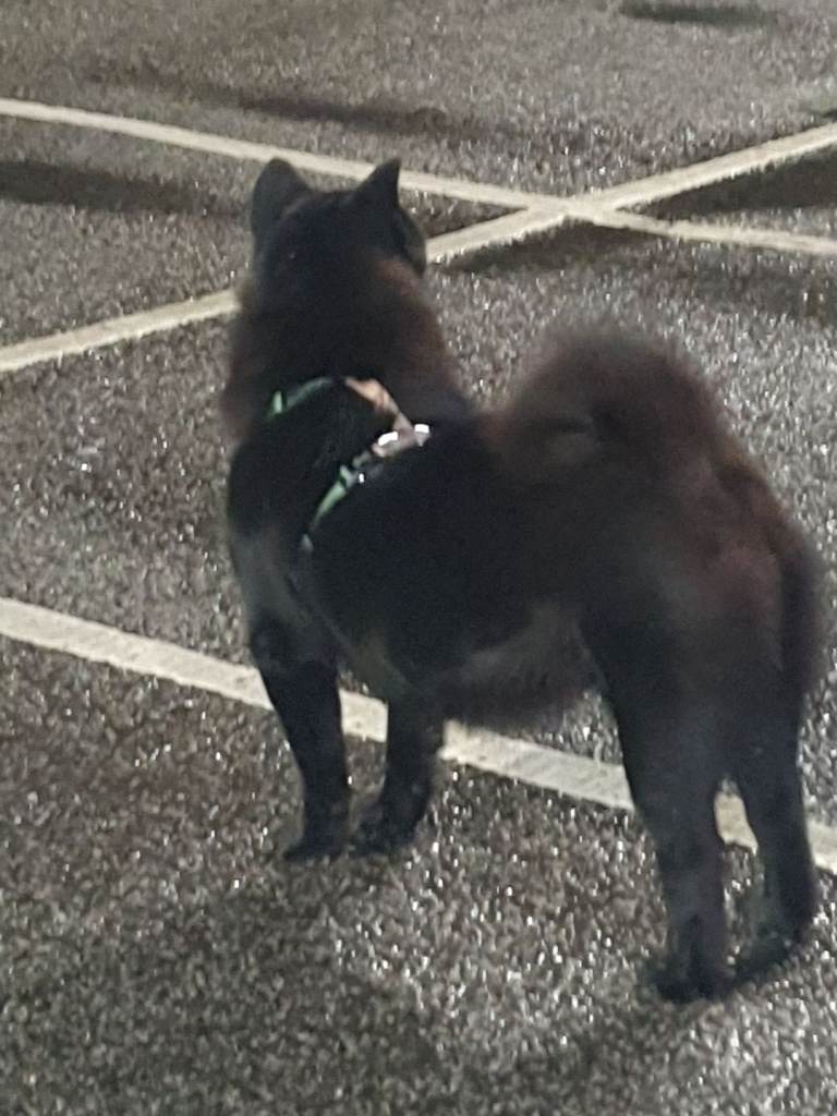Beautiful Black Smooth Chow Chow