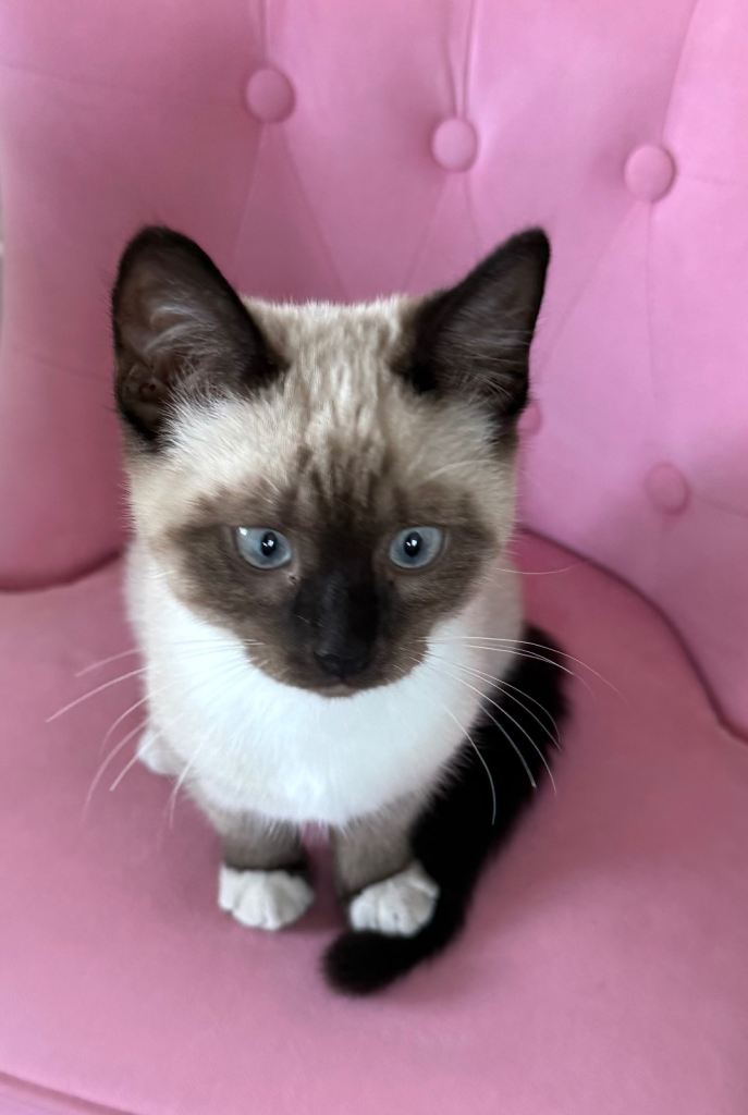🐾🖤 ADORABLE BOY KITTEN LOOKING FOR HIS FOREVER HOME! 🖤🐾