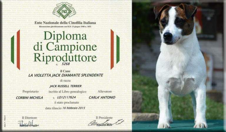 Superb KC Reg’d Jack Russell Terrier Pups DNA tested Hereditary CLEAR